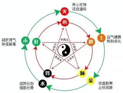 中医理论基础知识重点二个八字 心肝脾肺肾各主什么?五脏与五行的关系《中医基础理论》学习笔记:五行学说