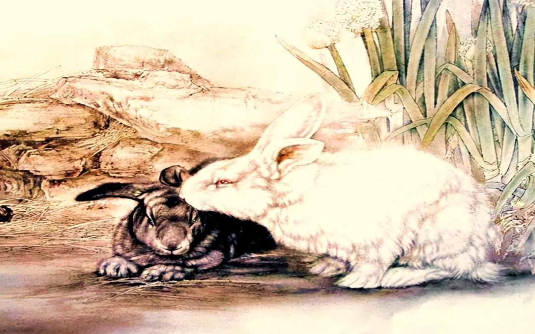 闫博雅is猪兔兔的微博_属兔和属猪_兔属木为什么火兔