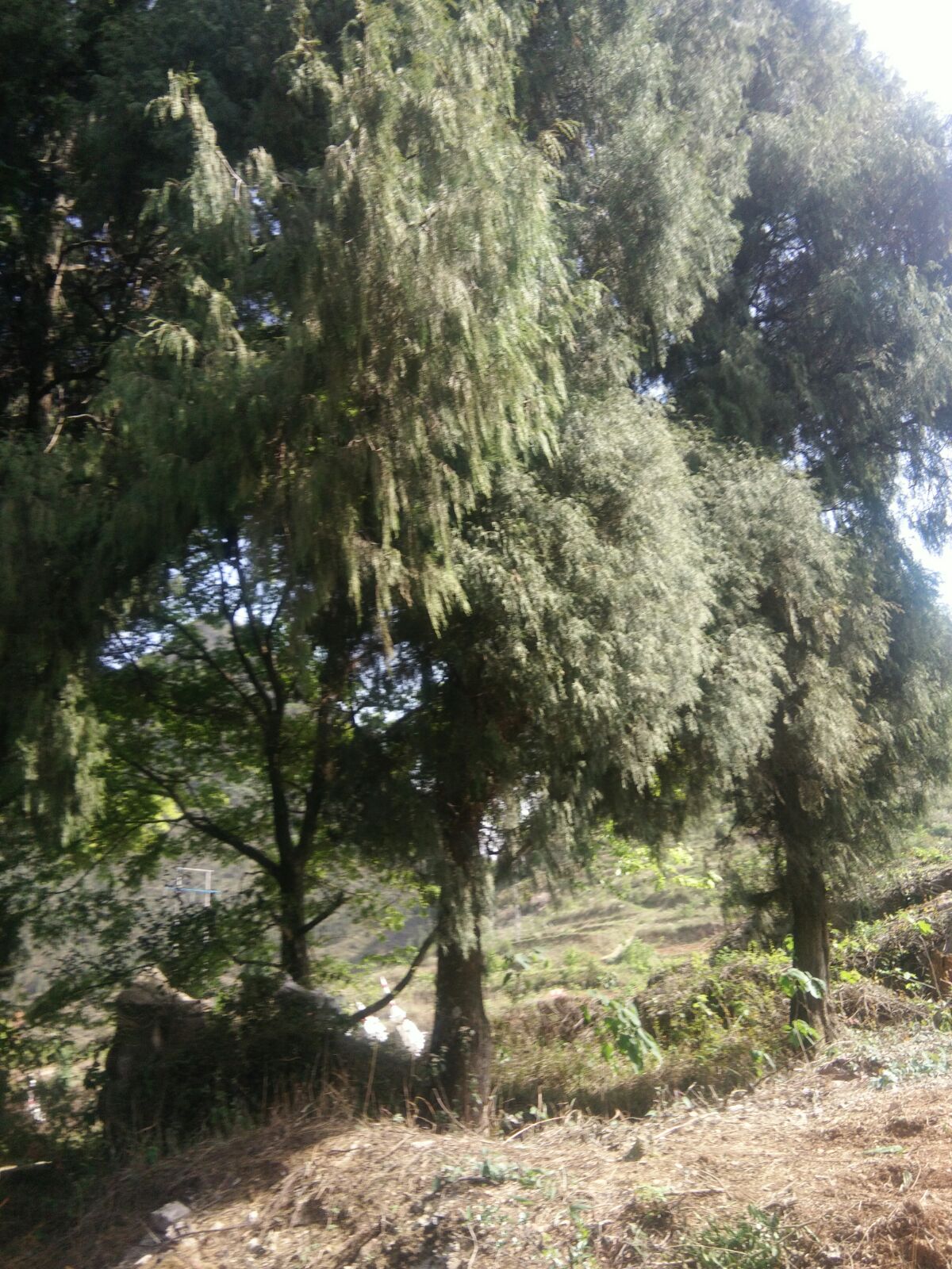 墓地风水图解_许世友墓地风水_墓地风水