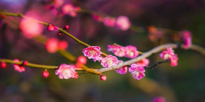 梅花易数全解 梅花易数解卦方法口诀(梅花易数的占卜心法)