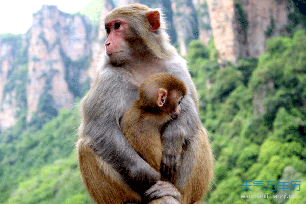 属猴今年几岁 属猴多少岁了今年，属猴2024 年多大年龄