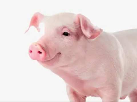 属猪的不合属相 属猪和鸡做生意合不合财?属猪人与哪个属相相合？