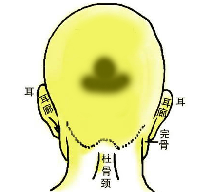 后脑有骨头突出相学_后脑有骨头有很多突出_后脑有一块骨头突出