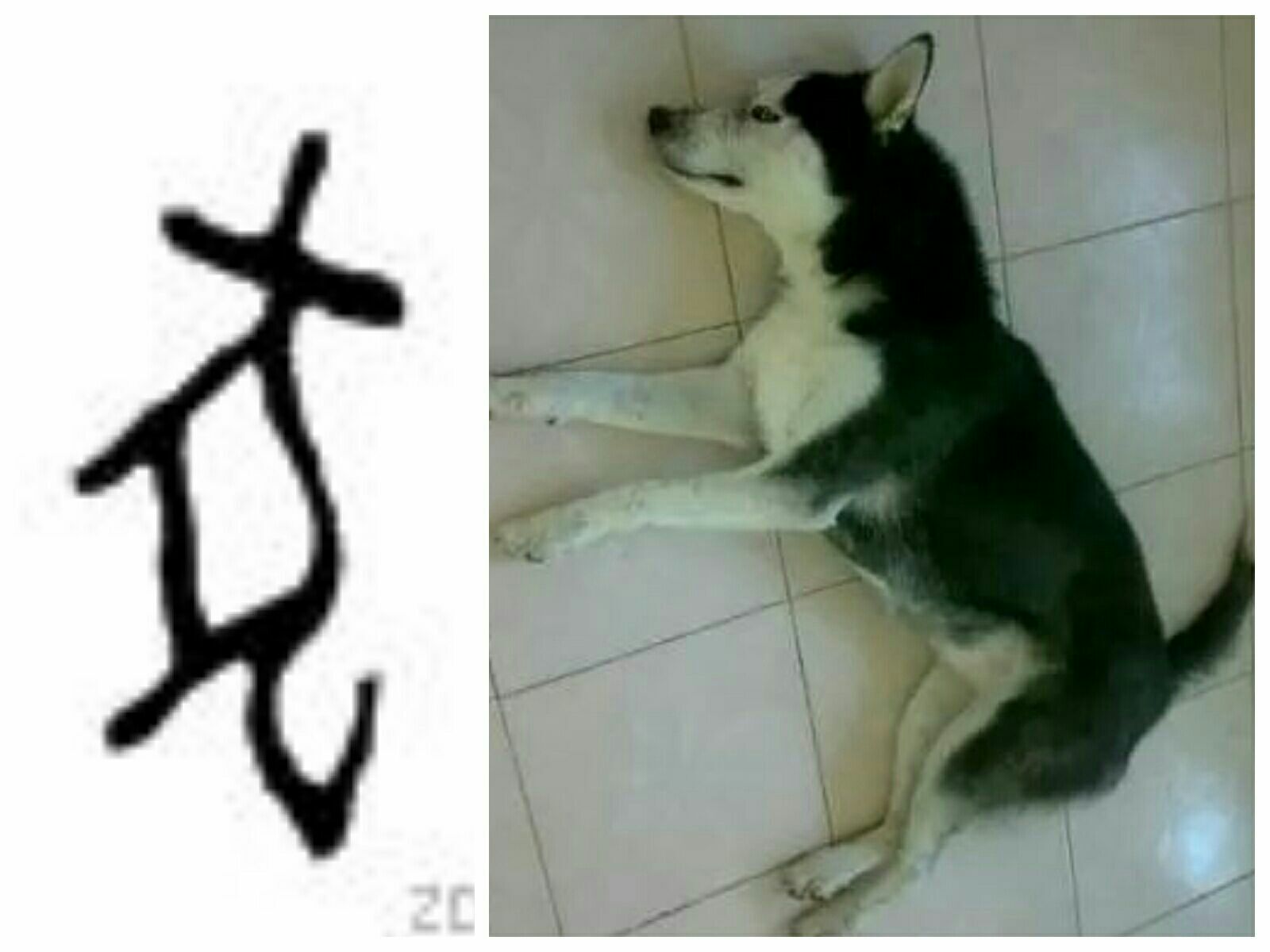 “犬”“狗”二字简考本文(组图)