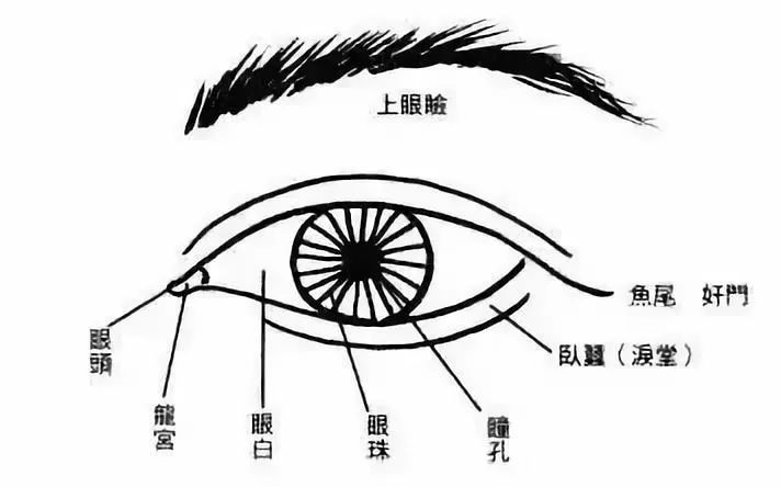 眉毛离眼睛远的面相_面相学眼睛代表什么_面相眼睛有神