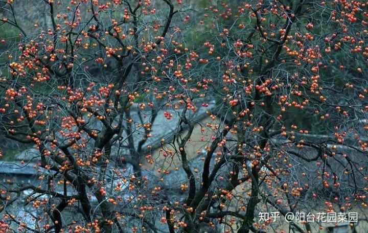 招财树风水_大门口种什么树对风水好又招财_四川房前屋后种什么树好