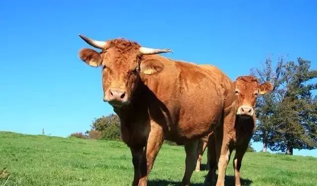 今年出生的生肖牛是什么命？2024年是生肖牛年