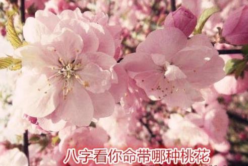 女命八字桃花看姻缘_八字分析桃花_八字里最厉害的桃花