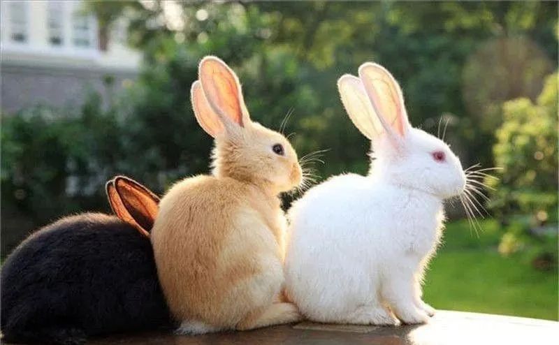女兔男马属相婚姻相配_生肖兔和属婚姻如何_属兔和属马的婚姻如何