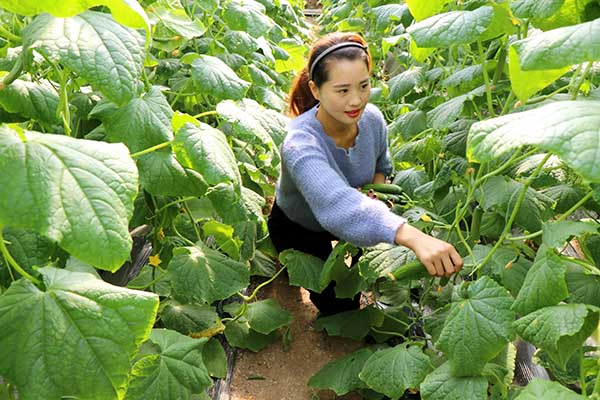 农业合作社和农民专业合作社_农业专业种植合作社_农业种植专业合作社的起名