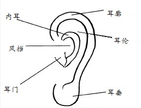 手相学大全图解_耳朵相学图解_耳朵有仓眼相学解释