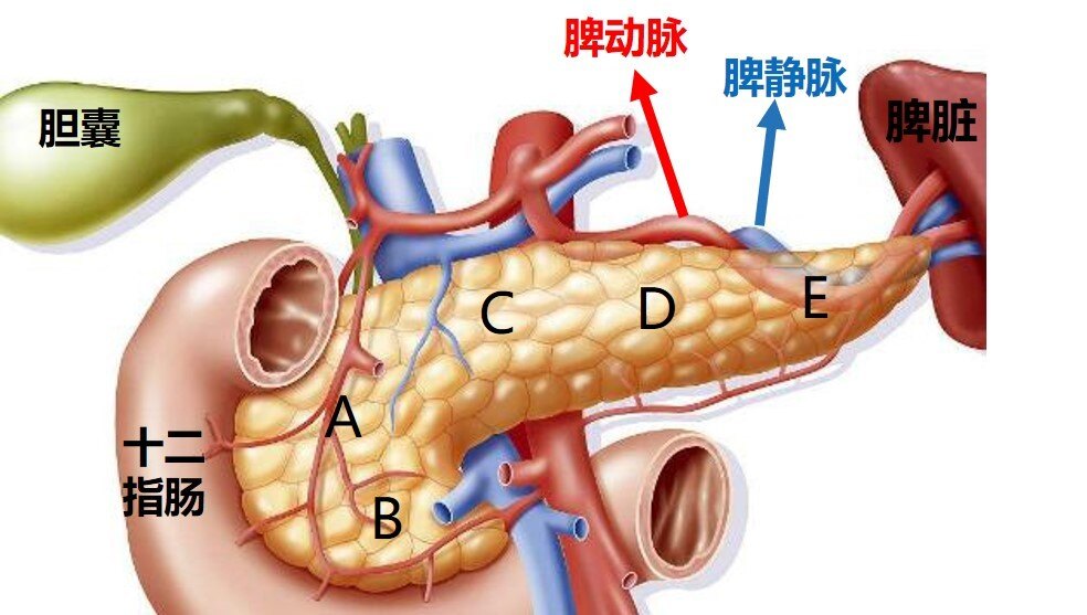 看胰腺哪个医院好_八字中怎样看胰腺癌_胰腺头癌手术能活多久