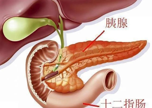 胰腺头癌手术能活多久_八字中怎样看胰腺癌_看胰腺哪个医院好