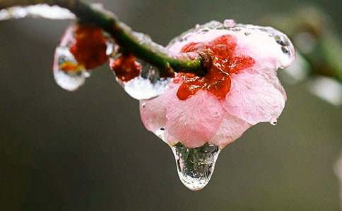 梅花鉴析梅花与国色天香的牡丹并驾齐驱