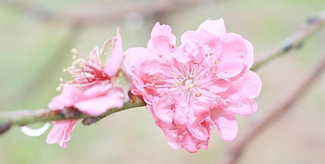 八字桃花坐七杀_七杀坐桃花和桃花煞的区别_七杀坐桃花